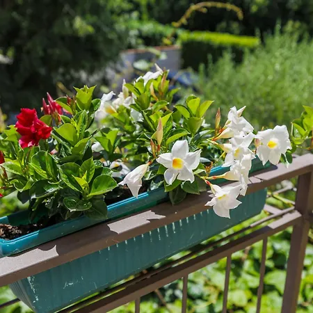 Διαμέρισμα Nino-2 By Interhome